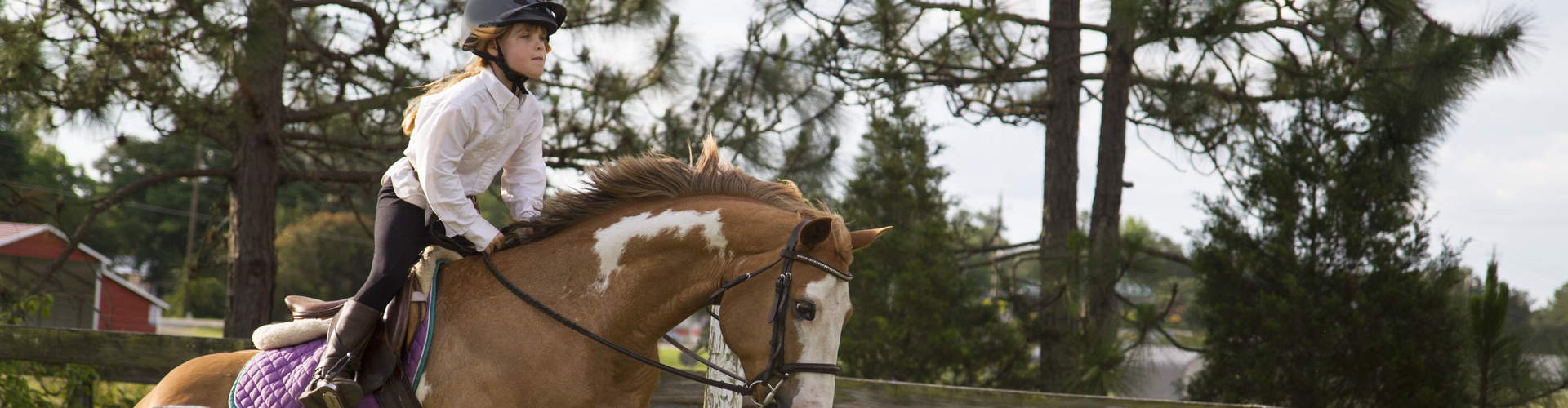 1221 - Equitation au hara