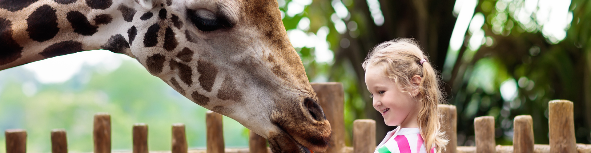 3203 - L'appel de la savane !